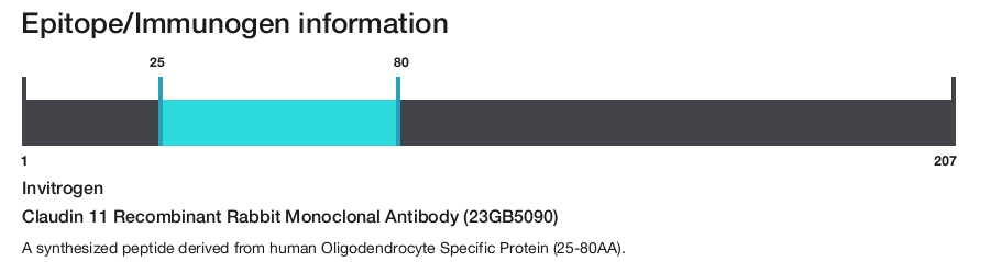 Claudin 11 Recombinant Rabbit Monoclonal Antibody (23GB5090)