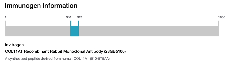 COL11A1 Recombinant Rabbit Monoclonal Antibody (23GB5100)