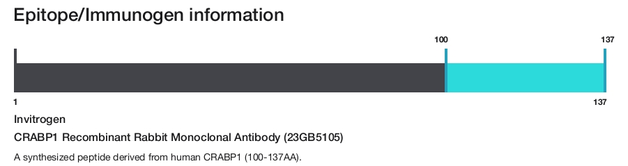 CRABP1 Recombinant Rabbit Monoclonal Antibody (23GB5105)