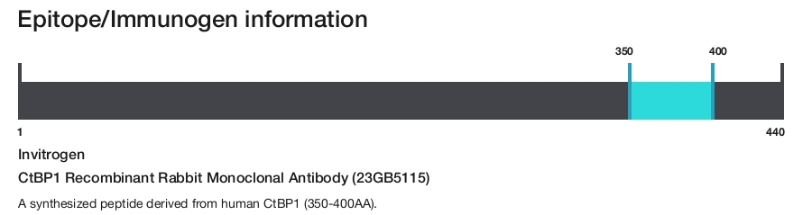 CtBP1 Recombinant Rabbit Monoclonal Antibody (23GB5115)