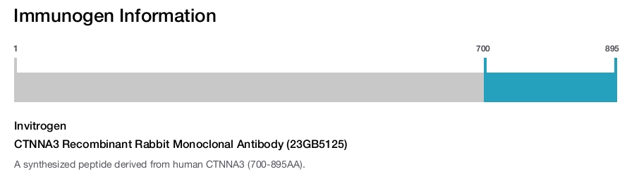 CTNNA3 Recombinant Rabbit Monoclonal Antibody (23GB5125)