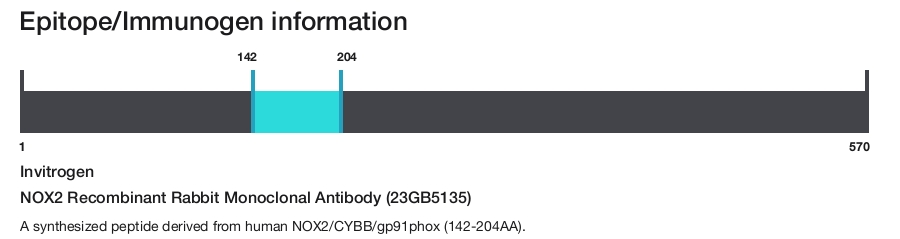 NOX2 Recombinant Rabbit Monoclonal Antibody (23GB5135)