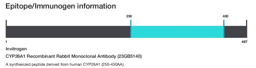 CYP26A1 Recombinant Rabbit Monoclonal Antibody (23GB5140)