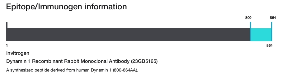 Dynamin 1 Recombinant Rabbit Monoclonal Antibody (23GB5165)