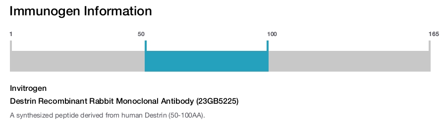Destrin Recombinant Rabbit Monoclonal Antibody (23GB5225)