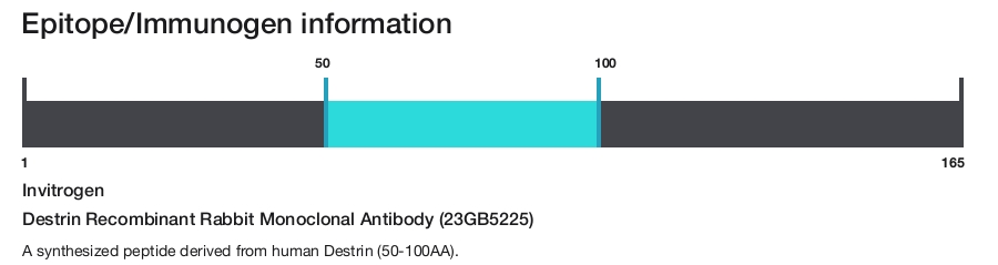 Destrin Recombinant Rabbit Monoclonal Antibody (23GB5225)