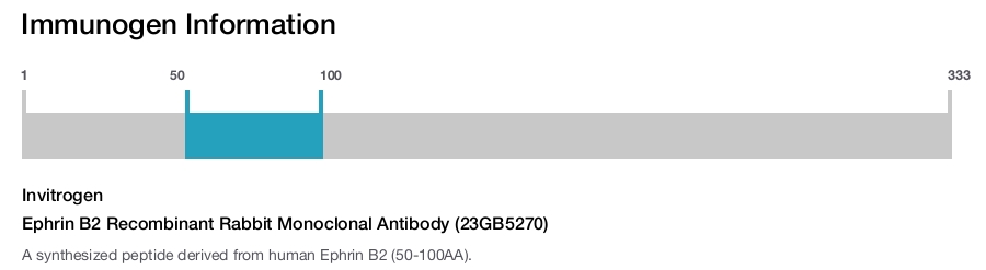 Ephrin B2 Recombinant Rabbit Monoclonal Antibody (23GB5270)