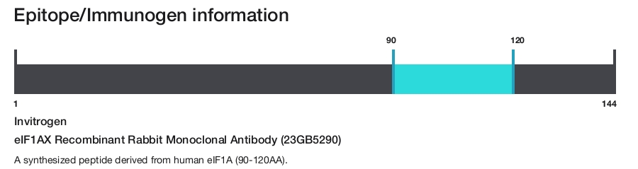eIF1AX Recombinant Rabbit Monoclonal Antibody (23GB5290)