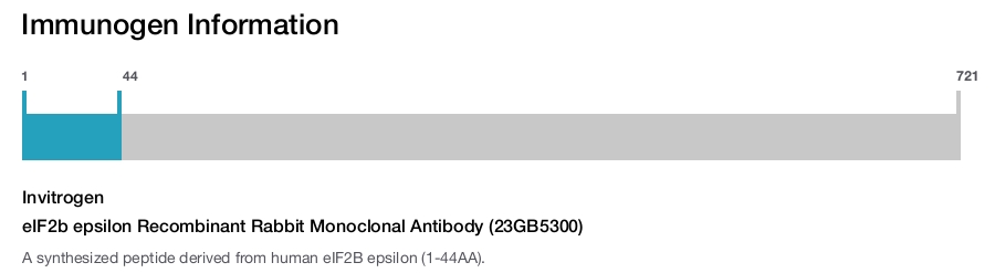 eIF2b epsilon Recombinant Rabbit Monoclonal Antibody (23GB5300)