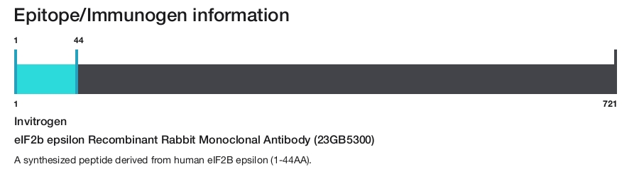 eIF2b epsilon Recombinant Rabbit Monoclonal Antibody (23GB5300)