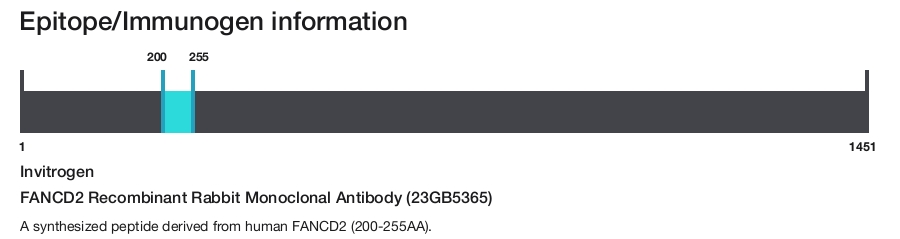 FANCD2 Recombinant Rabbit Monoclonal Antibody (23GB5365)