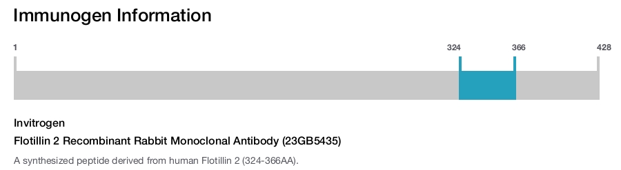 Flotillin 2 Recombinant Rabbit Monoclonal Antibody (23GB5435)