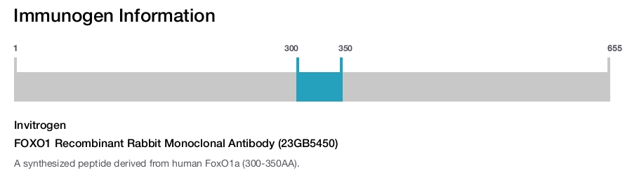 FOXO1 Recombinant Rabbit Monoclonal Antibody (23GB5450)