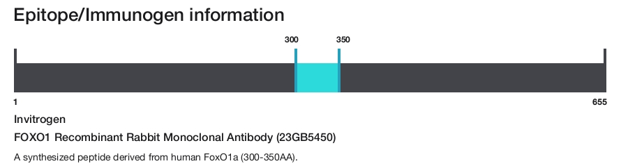 FOXO1 Recombinant Rabbit Monoclonal Antibody (23GB5450)