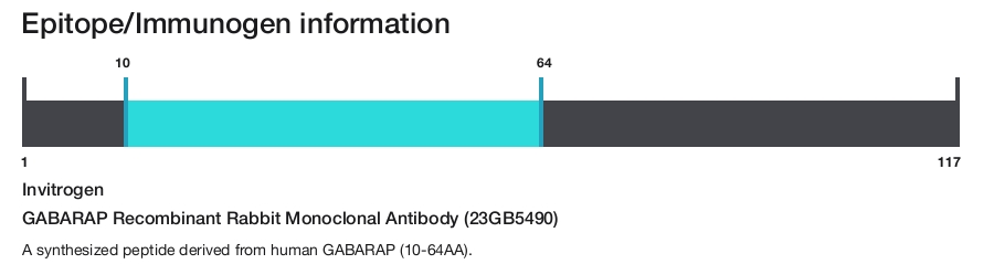 GABARAP Recombinant Rabbit Monoclonal Antibody (23GB5490)