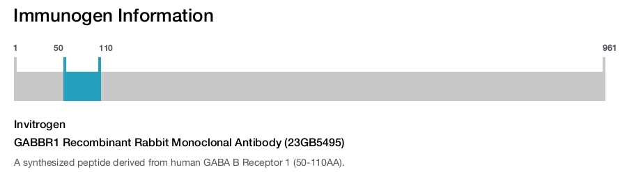 GABBR1 Recombinant Rabbit Monoclonal Antibody (23GB5495)