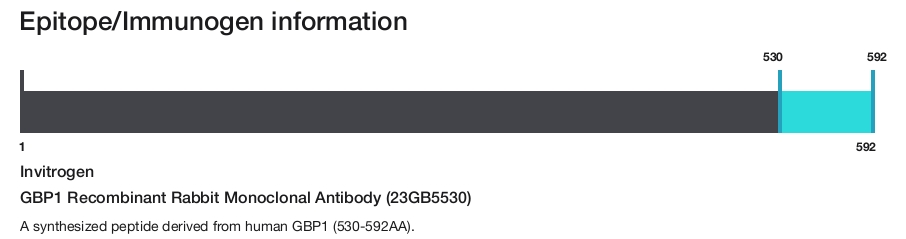 GBP1 Recombinant Rabbit Monoclonal Antibody (23GB5530)