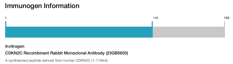 CDKN2C Recombinant Rabbit Monoclonal Antibody (23GB5650)