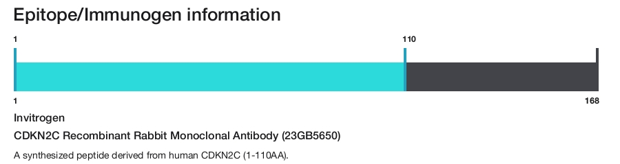 CDKN2C Recombinant Rabbit Monoclonal Antibody (23GB5650)