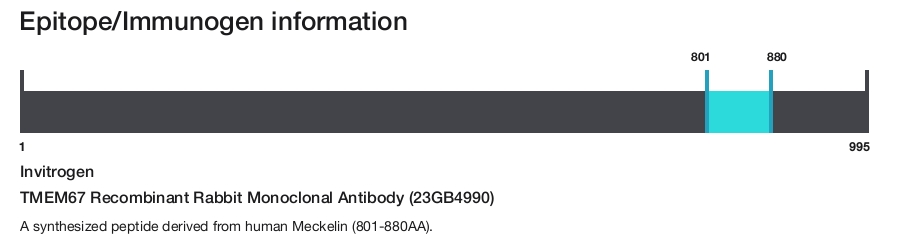 TMEM67 Recombinant Rabbit Monoclonal Antibody (23GB4990)