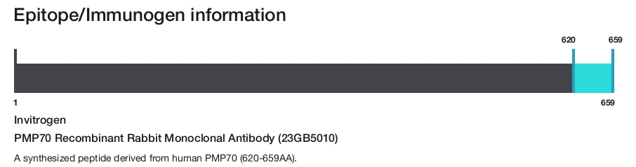 PMP70 Recombinant Rabbit Monoclonal Antibody (23GB5010)
