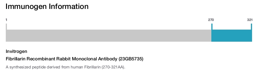Fibrillarin Recombinant Rabbit Monoclonal Antibody (23GB5735)