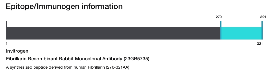 Fibrillarin Recombinant Rabbit Monoclonal Antibody (23GB5735)