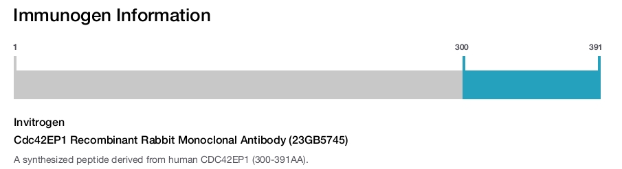 Cdc42EP1 Recombinant Rabbit Monoclonal Antibody (23GB5745)