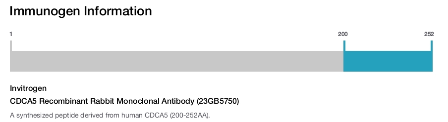 CDCA5 Recombinant Rabbit Monoclonal Antibody (23GB5750)