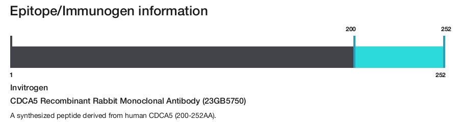 CDCA5 Recombinant Rabbit Monoclonal Antibody (23GB5750)