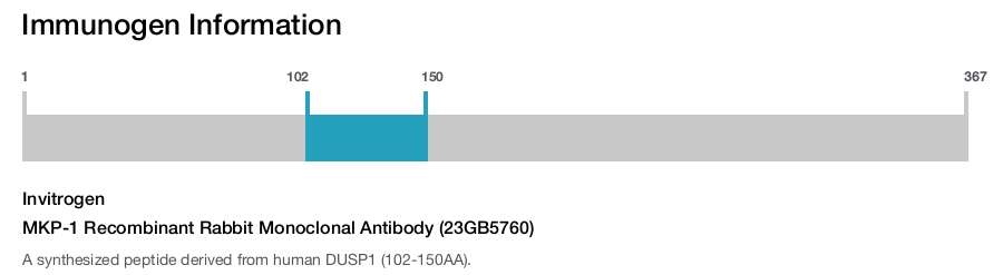 MKP-1 Recombinant Rabbit Monoclonal Antibody (23GB5760)
