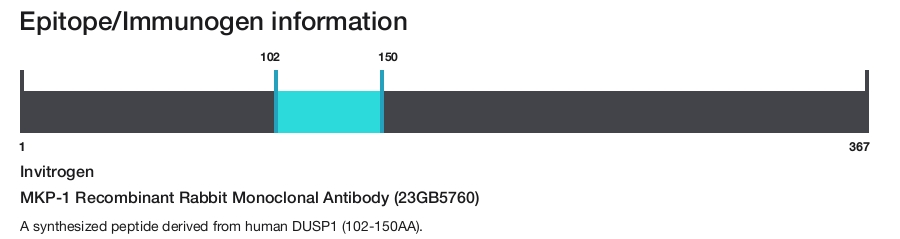 MKP-1 Recombinant Rabbit Monoclonal Antibody (23GB5760)