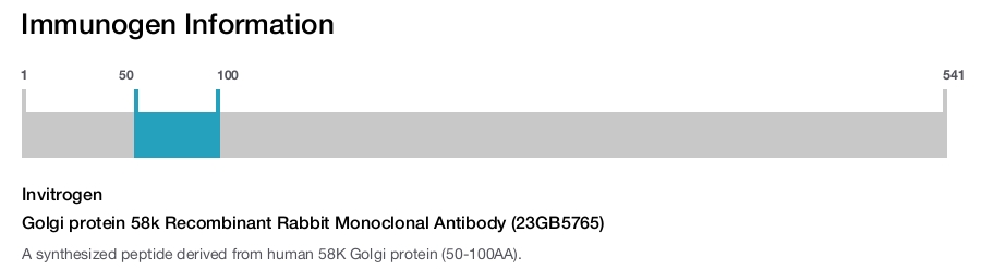 Golgi protein 58k Recombinant Rabbit Monoclonal Antibody (23GB5765)