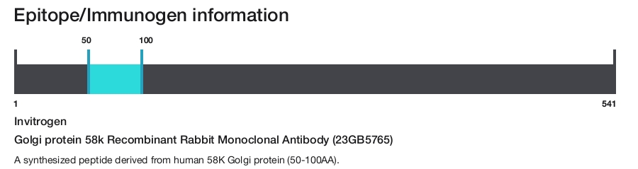 Golgi protein 58k Recombinant Rabbit Monoclonal Antibody (23GB5765)