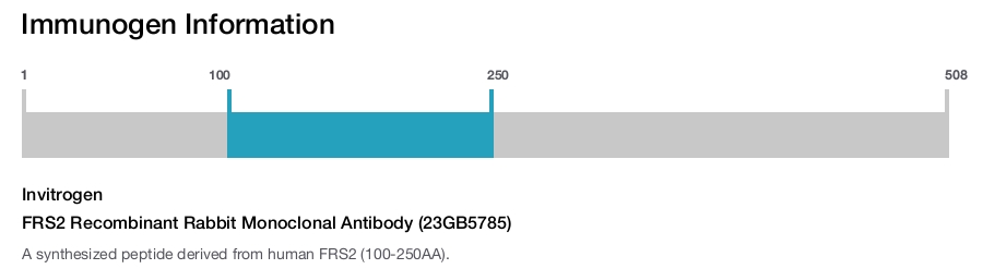 FRS2 Recombinant Rabbit Monoclonal Antibody (23GB5785)