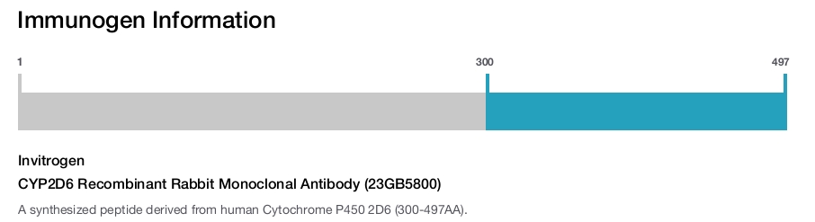CYP2D6 Recombinant Rabbit Monoclonal Antibody (23GB5800)