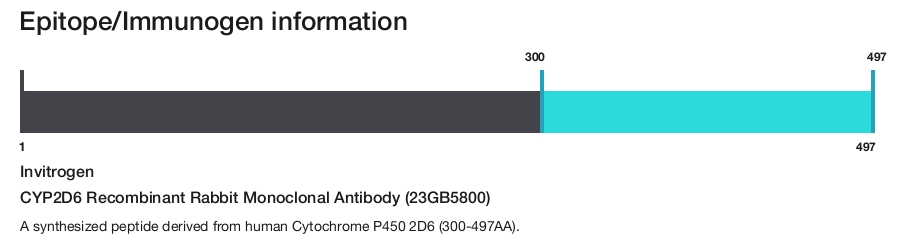 CYP2D6 Recombinant Rabbit Monoclonal Antibody (23GB5800)