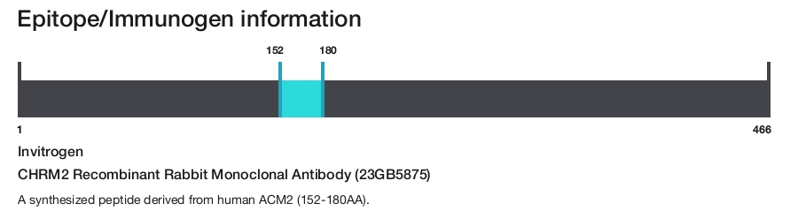 CHRM2 Recombinant Rabbit Monoclonal Antibody (23GB5875)