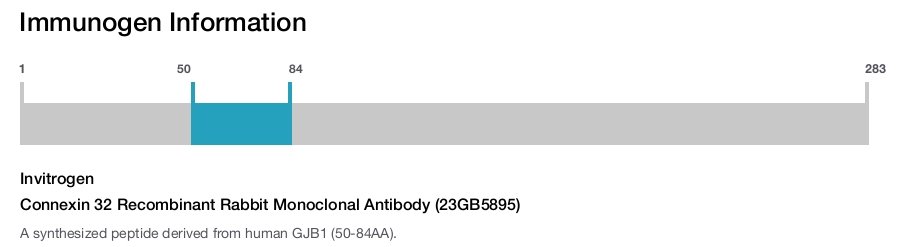 Connexin 32 Recombinant Rabbit Monoclonal Antibody (23GB5895)
