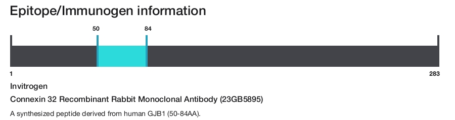 Connexin 32 Recombinant Rabbit Monoclonal Antibody (23GB5895)