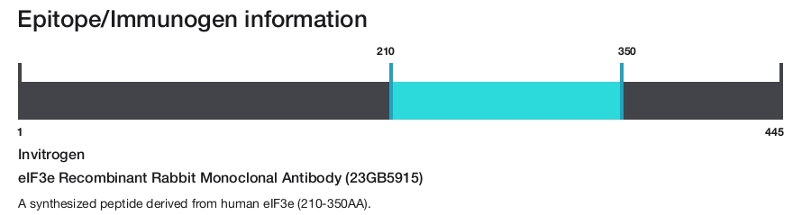 eIF3e Recombinant Rabbit Monoclonal Antibody (23GB5915)