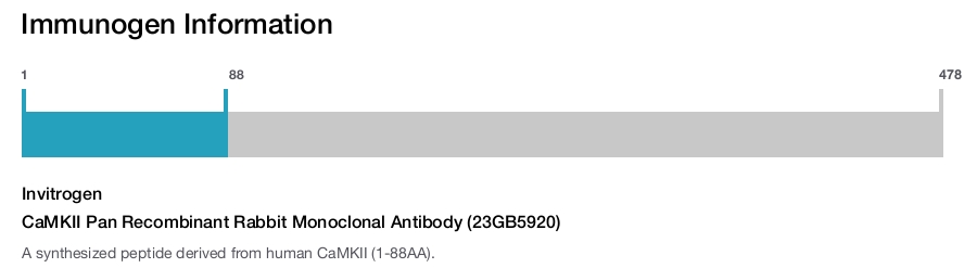CaMKII Pan Recombinant Rabbit Monoclonal Antibody (23GB5920)