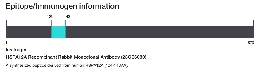 HSPA12A Recombinant Rabbit Monoclonal Antibody (23GB6030)