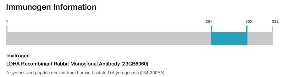LDHA Recombinant Rabbit Monoclonal Antibody (23GB6060)