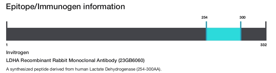 LDHA Recombinant Rabbit Monoclonal Antibody (23GB6060)