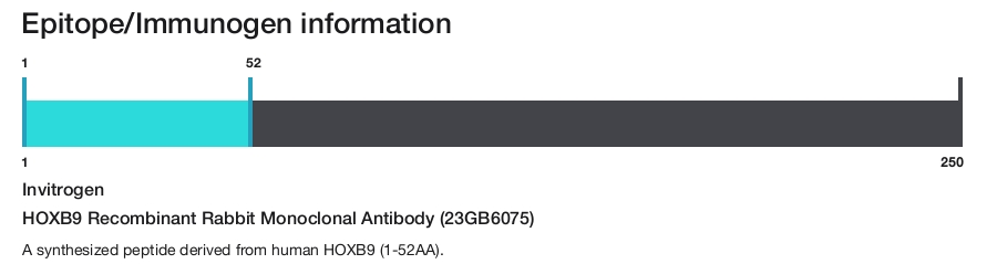 HOXB9 Recombinant Rabbit Monoclonal Antibody (23GB6075)