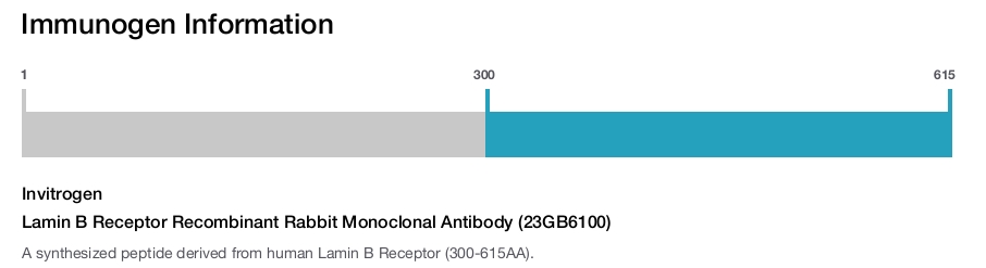 Lamin B Receptor Recombinant Rabbit Monoclonal Antibody (23GB6100)