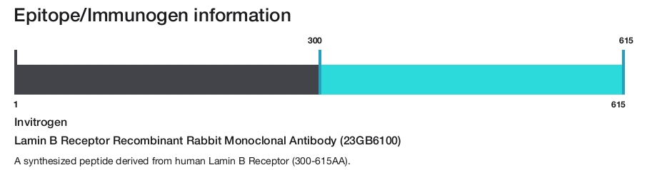 Lamin B Receptor Recombinant Rabbit Monoclonal Antibody (23GB6100)