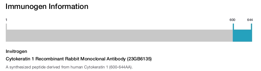 Cytokeratin 1 Recombinant Rabbit Monoclonal Antibody (23GB6135)