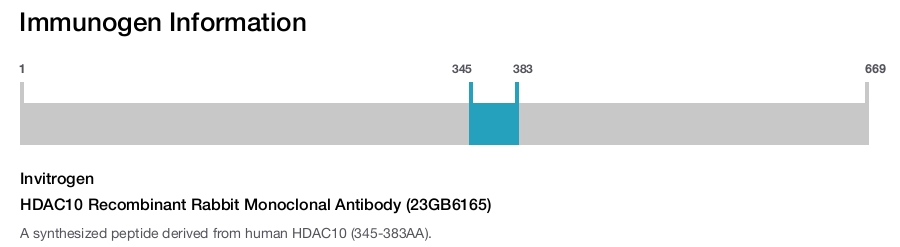 HDAC10 Recombinant Rabbit Monoclonal Antibody (23GB6165)